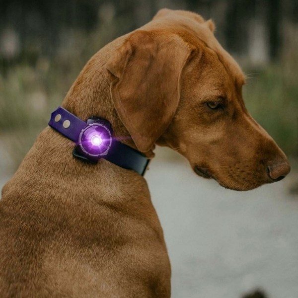 Orbiloc Dog Dual // Hunde-Taschenlampe (lila)