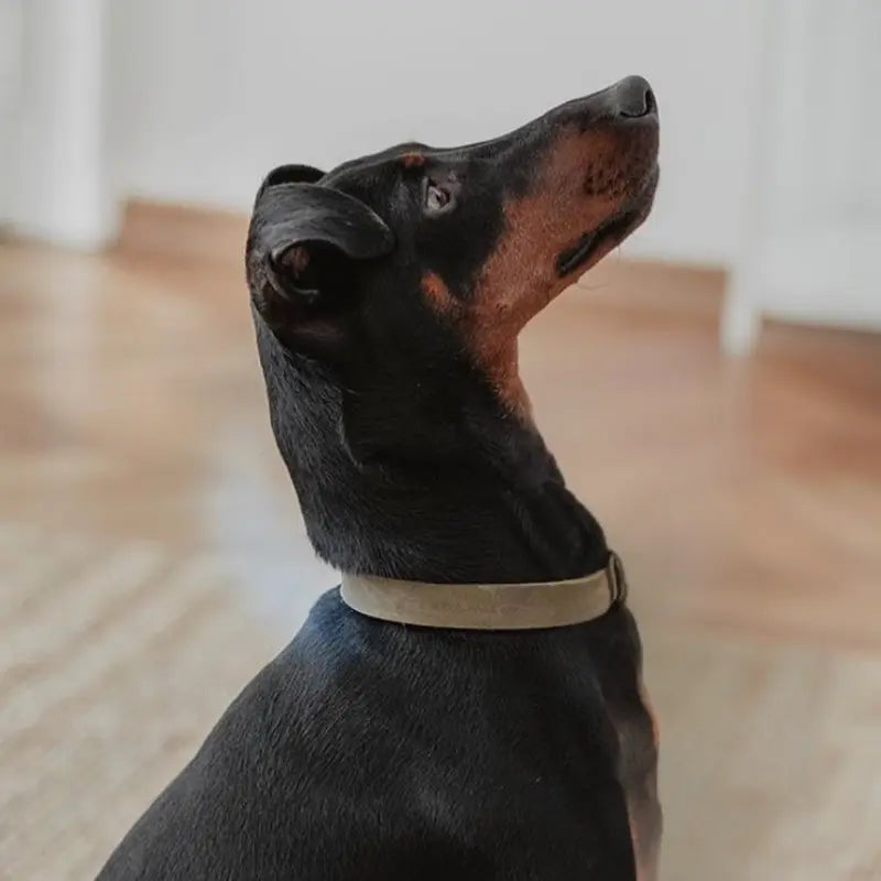 Butter Olive // Weiches Lederhalsband (olivgrün)