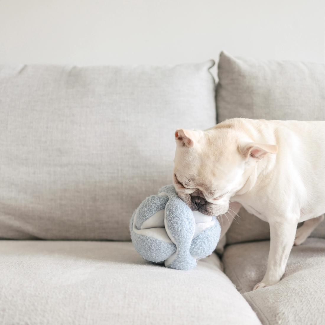 Lambwolf Monti // Aktivitetsbold med plads til godbidder (lyseblå)