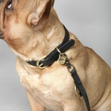 Nordog Coal // Nubuklederhalsband (schwarz) XS und S 