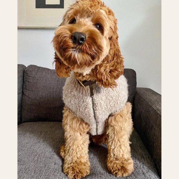 WEAR FIFI // Strickanleitung für Teddyweste für Hunde