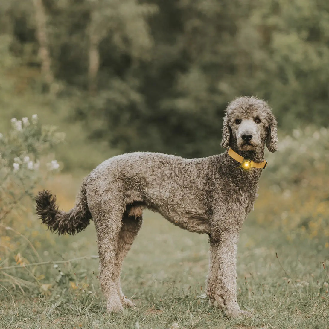 Orbiloc Dog Dual // Hunde-Taschenlampe (gelb)