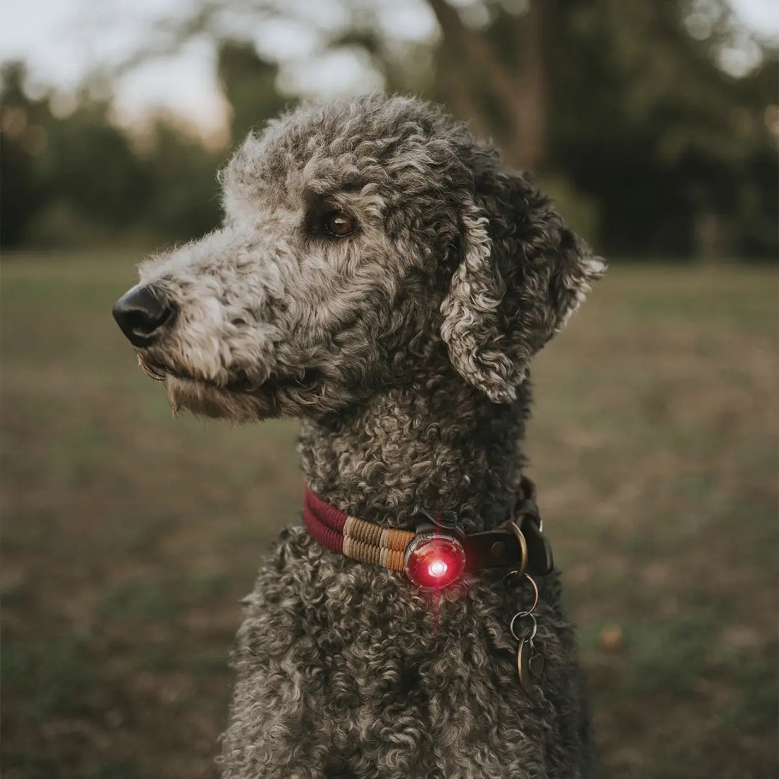 Orbiloc Dog Dual // Hunde-Taschenlampe (rot)