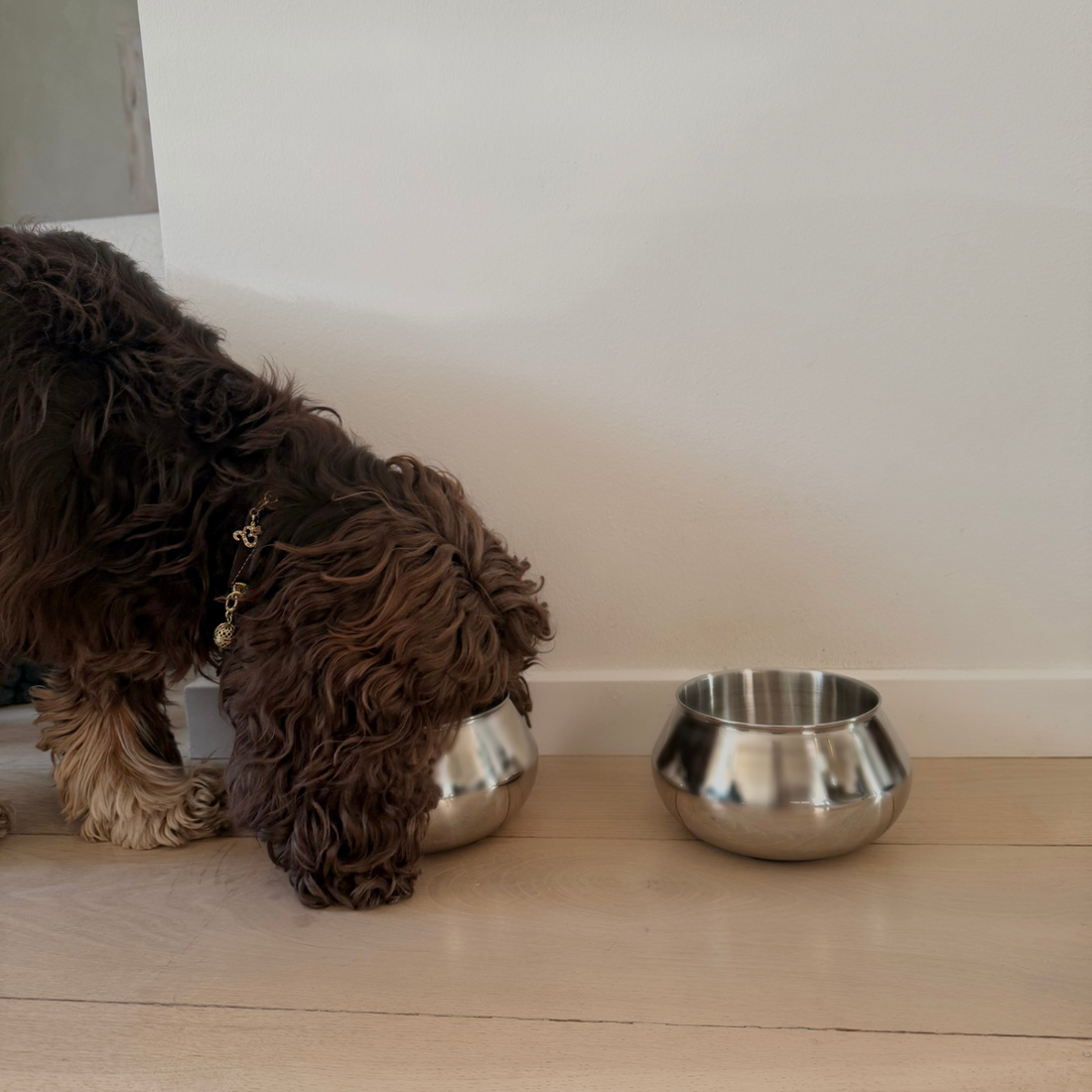 Palou James // Spildfri hundeskål til lange ører (rustfrit stål)