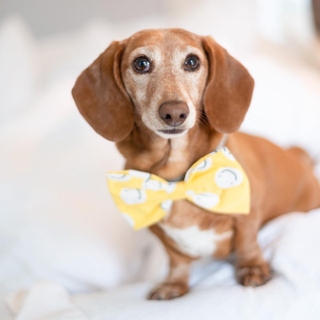 Freundschaft // Hundefliege mit Smileys