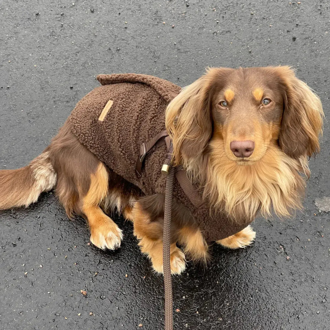 Puppy Bohème // Weiche Teddyjacke mit Geschirr (Espresso)