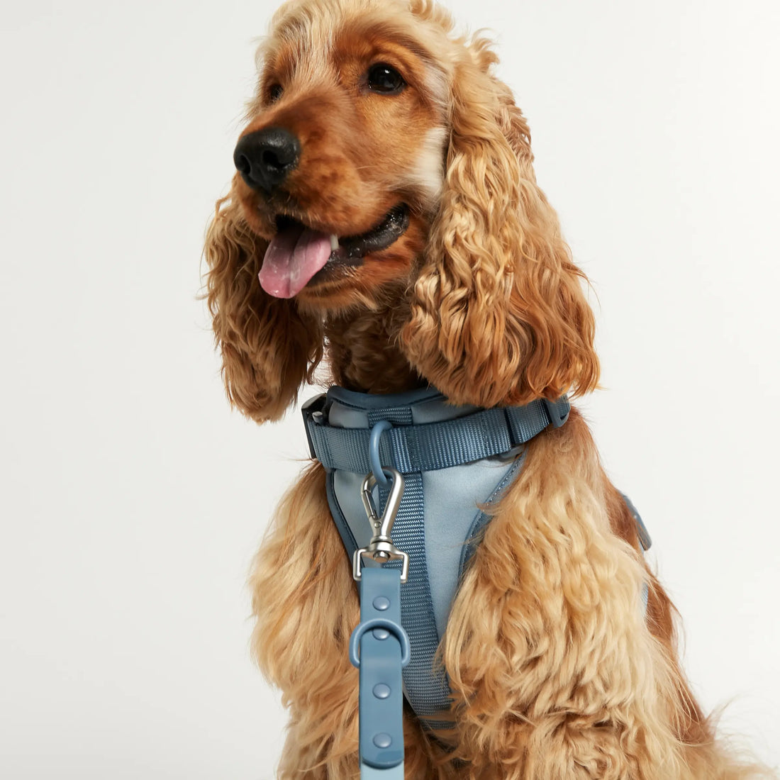 Rose W. Harness // Robustes und verstellbares Hundegeschirr (blau)