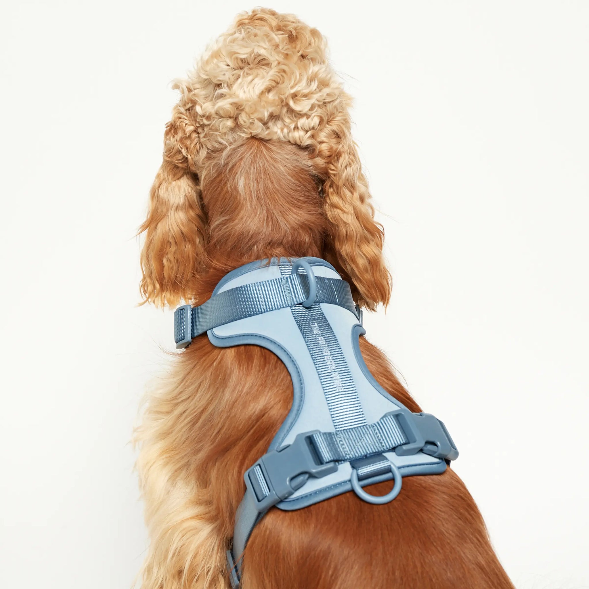 Rose W. Harness // Robustes und verstellbares Hundegeschirr (blau)
