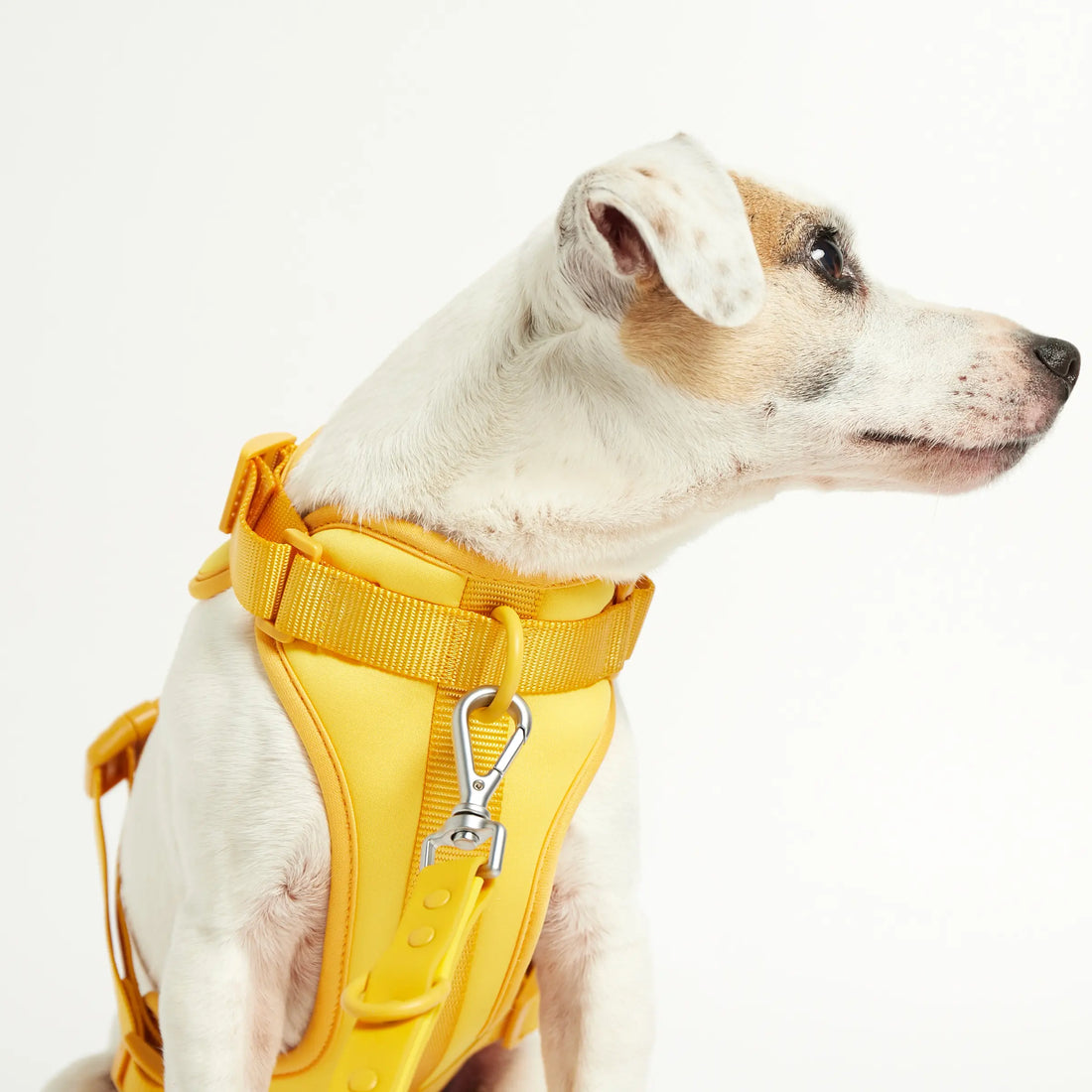 Rose W. Harness // Robustes und verstellbares Hundegeschirr (gelb)