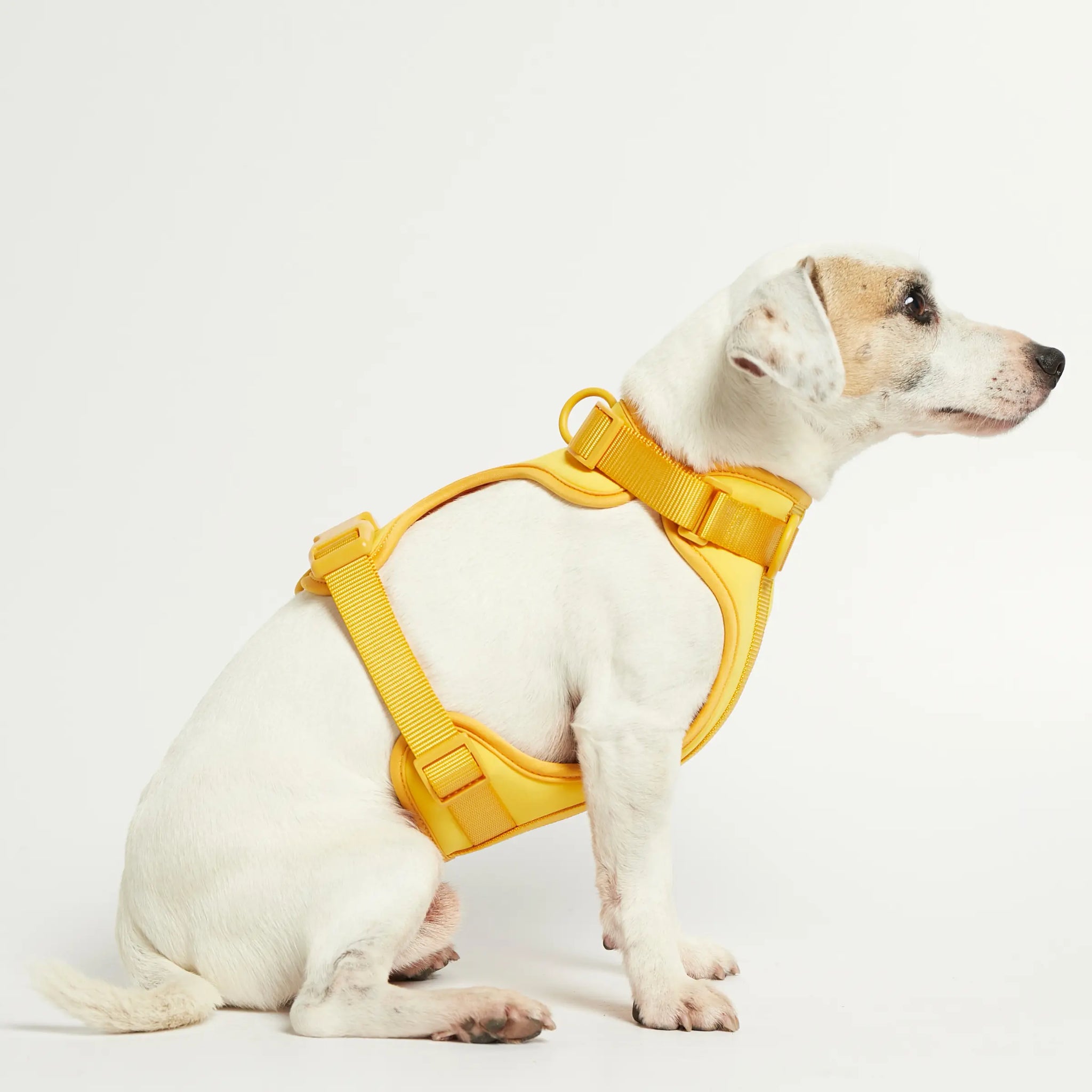 Rose W. Harness // Robustes und verstellbares Hundegeschirr (gelb)