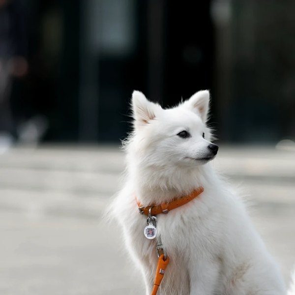 Waudog // Rundes Lederhalsband (orange)