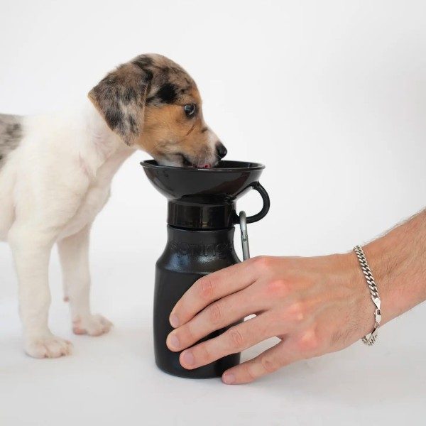 Springer Bottle Mini // Trinkflasche für Hunde (schwarz)