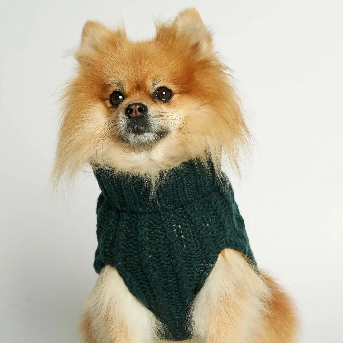 John B. Sweater // Hundepullover aus Merinowolle und Kaschmir (dunkelgrün) Groß