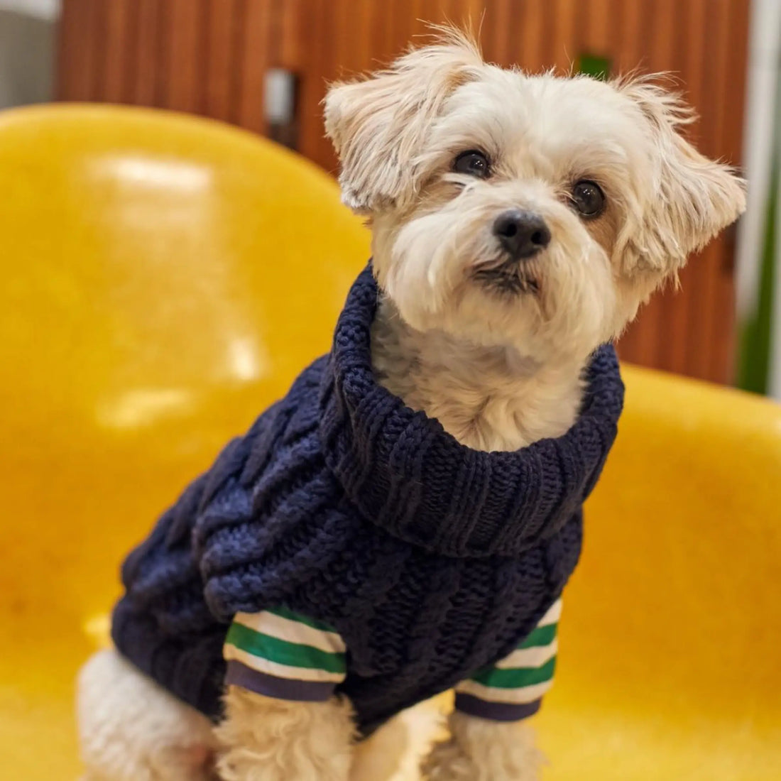 John B. Sweater // Hundepullover aus Merinowolle und Kaschmir (Marineblau) Klein