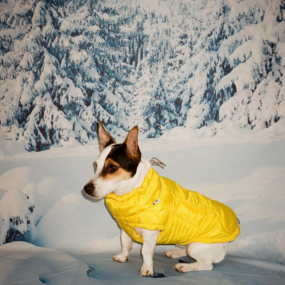 Al Puffer // Wasserabweisende Hundedecke (gelb)
