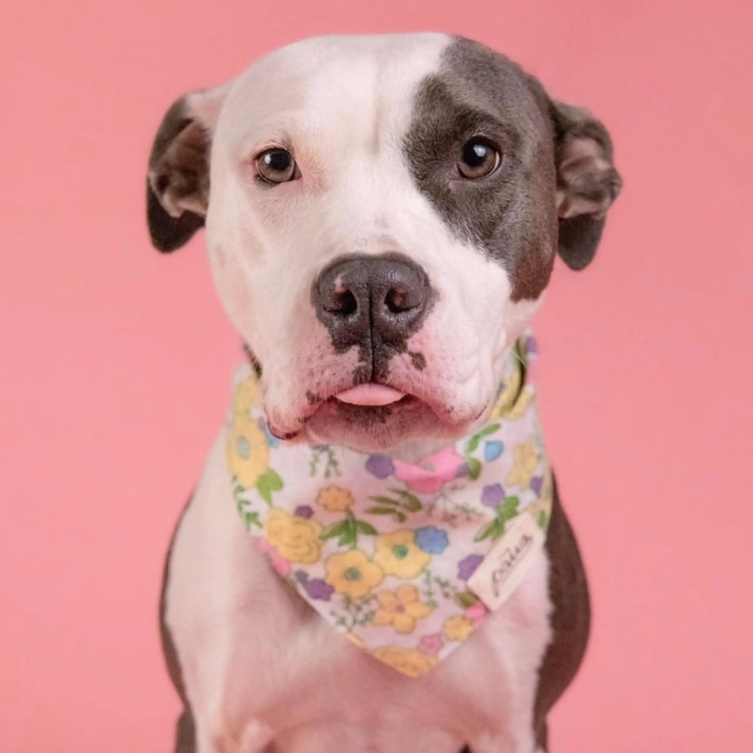 Petal // Hundehalstuch mit Blumen in Pastellfarben