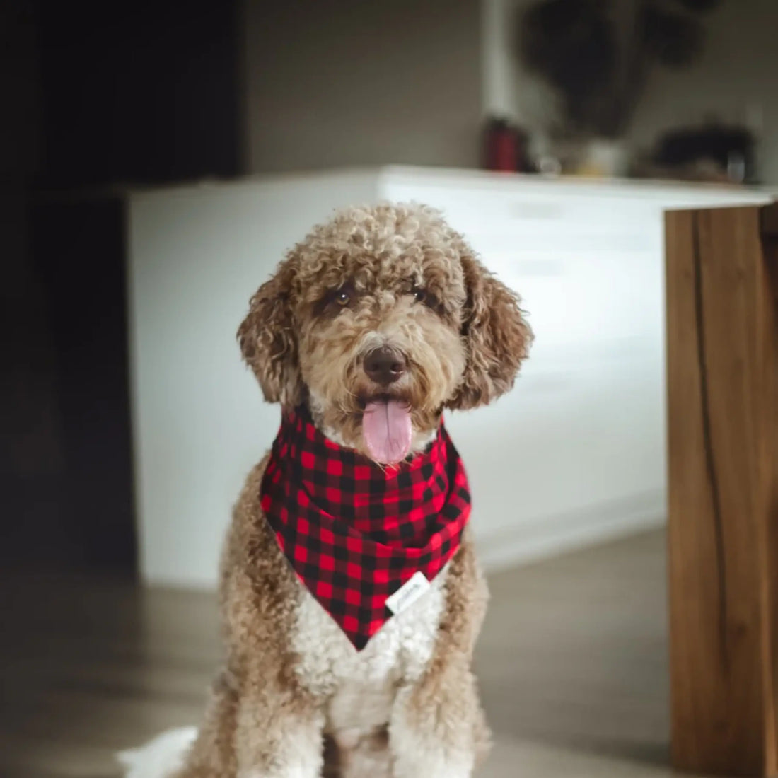 Classic Whiskey // Hundehalstuch im klassischen Karomuster (rot) 
