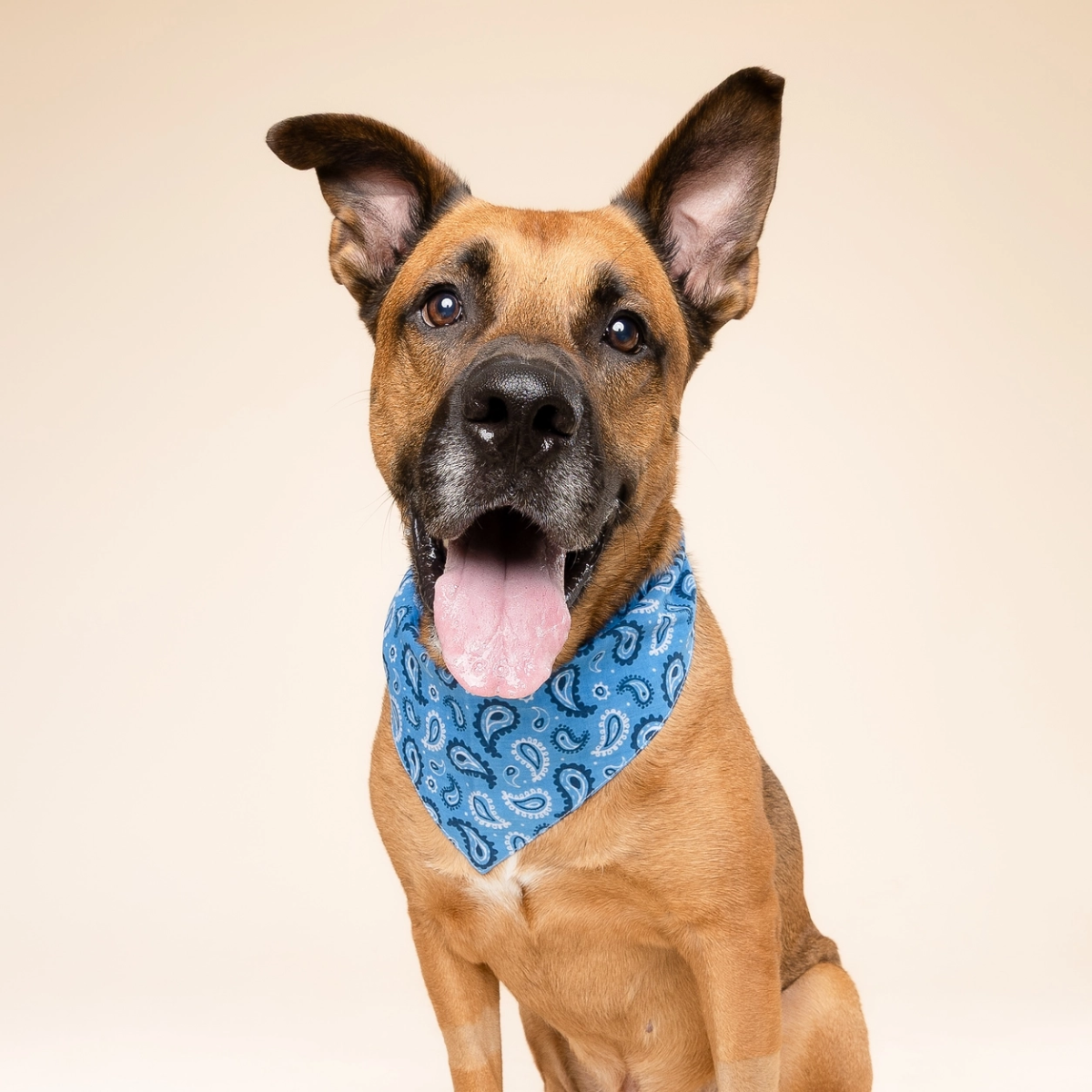 West // Hundebandana i Paisleymønster (blå)