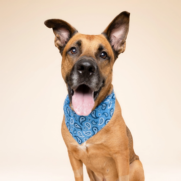 West // Hundebandana i Paisleymønster (blå)