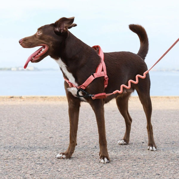 Zee.dog Canyon // Anti-Zug-Geschirr für Hunde (pink)